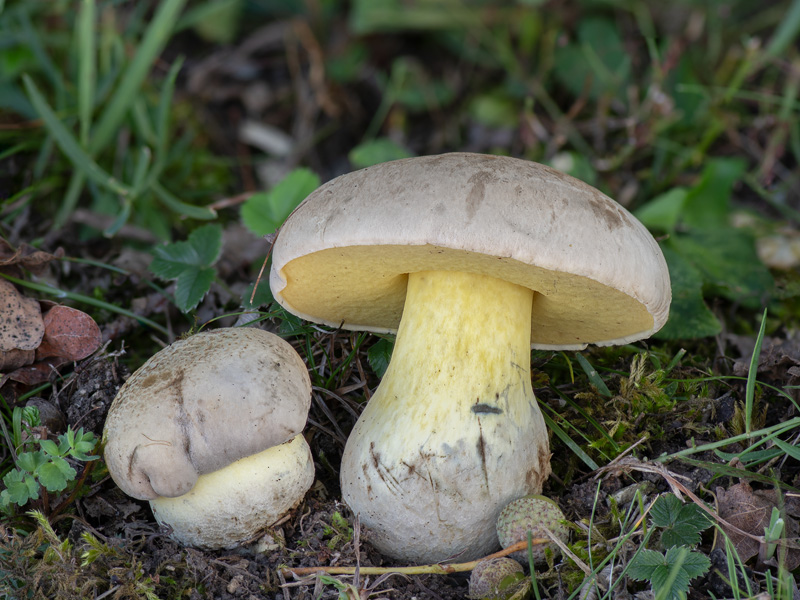 Boletus radicans